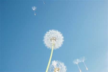 Dandelion and paracutes in the sky Stock Photo - Budget Royalty-Free & Subscription, Code: 400-04948761