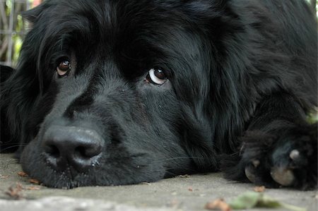 spartika (artist) - Puppy dog eyes. Stock Photo - Budget Royalty-Free & Subscription, Code: 400-04948960