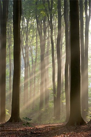 Misty forest photographed in the morning early autumn. Sun rays cross the picture. Stock Photo - Budget Royalty-Free & Subscription, Code: 400-04949081