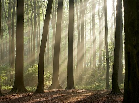 Sun beam in a mist visible through the tunnel formed by tree trunks; photographed early autumn morning. Photographie de stock - Aubaine LD & Abonnement, Code: 400-04949100