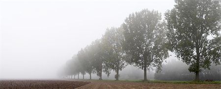 Panoramic - row of trees on the field egde in the mist; copy space available; Photographie de stock - Aubaine LD & Abonnement, Code: 400-04949101