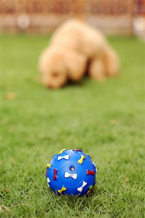 A pet toy blue ball on grass at park. Focus on the ball. Stock Photo - Budget Royalty-Free & Subscription, Code: 400-04949114