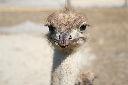 Young ostrich birds in the farm Stock Photo - Budget Royalty-Free & Subscription, Code: 400-04949879