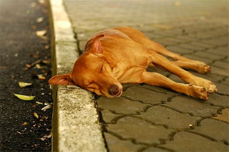 A homeless stray sleeping by the pavement. Be kind to all animals Stock Photo - Budget Royalty-Free & Subscription, Code: 400-04949945