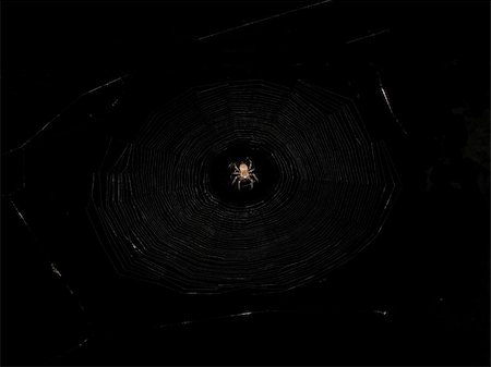 Spider ambush his web in the night Photographie de stock - Aubaine LD & Abonnement, Code: 400-04940100