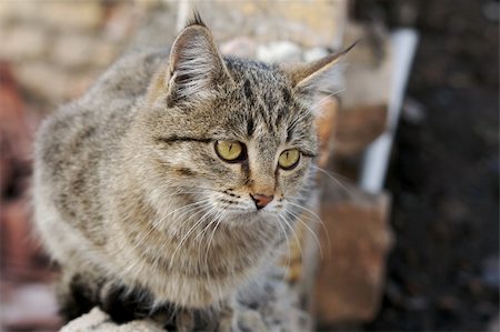 demidov (artist) - cat sitting on the stone Stock Photo - Budget Royalty-Free & Subscription, Code: 400-04940619