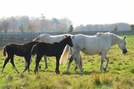 simsearch:400-04940914,k - Horses on a ranch - white mares with brown colts Stock Photo - Budget Royalty-Free & Subscription, Code: 400-04940914