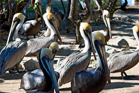 Numerous pelicans walking along on the beach Foto de stock - Super Valor sin royalties y Suscripción, Código: 400-04940912