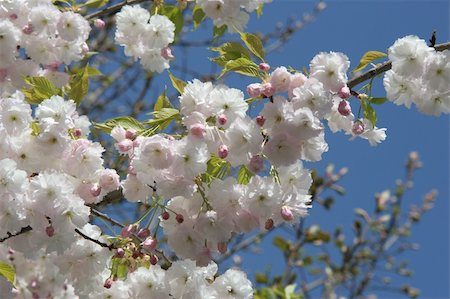 simsearch:400-06073508,k - looking up at Spring blossoms against a blue sky Photographie de stock - Aubaine LD & Abonnement, Code: 400-04940928