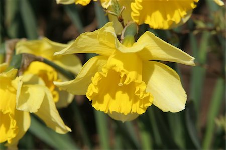 simsearch:400-05125270,k - Multiple yellow Daffodil's in a flower bed. Stock Photo - Budget Royalty-Free & Subscription, Code: 400-04940930