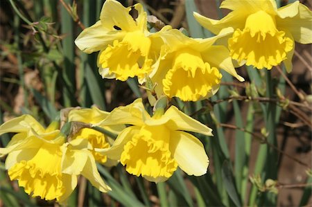simsearch:400-06064308,k - Multiple yellow Daffodil's in a flower bed. Foto de stock - Super Valor sin royalties y Suscripción, Código: 400-04940931