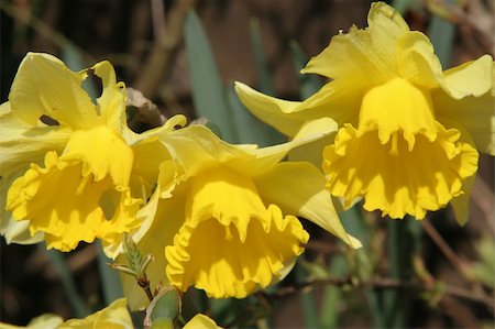 simsearch:400-05125270,k - Multiple yellow Daffodil's in a flower bed. Stock Photo - Budget Royalty-Free & Subscription, Code: 400-04940932