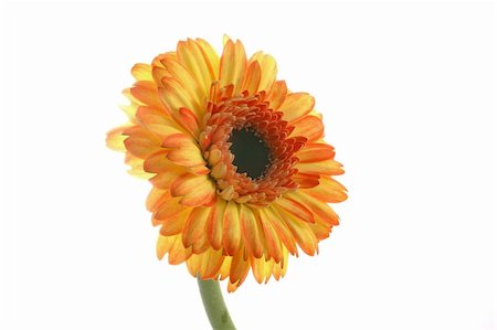 simsearch:400-04432314,k - gerber; daisy; flower; yellow; macro; closeup; close; up; detail; details; petals; isolated; over; white; background; garden; gardening; nature; beauty; beautiful; colors; spring; summer; sunshine; pretty; botany; botanical; rain; water; drops; droplets; wet; leaf; love; sunny; sun; blur; copyspace; three Stock Photo - Budget Royalty-Free & Subscription, Code: 400-04940996