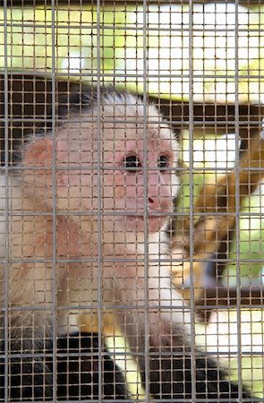 simsearch:400-06083364,k - Captive Monkey in Cage Behind Metal Bars Foto de stock - Super Valor sin royalties y Suscripción, Código: 400-04941042