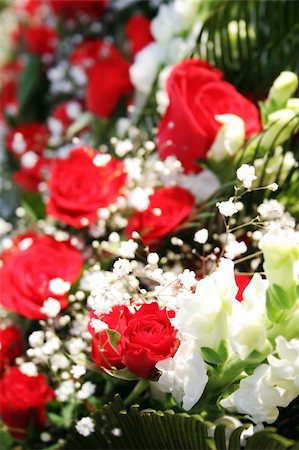 simsearch:400-04941060,k - Beautiful red roses with focus on single bud in the foreground Fotografie stock - Microstock e Abbonamento, Codice: 400-04941062