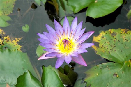 simsearch:700-05642138,k - Purple water lily lotus with leaves floating on a lake Stock Photo - Budget Royalty-Free & Subscription, Code: 400-04941077