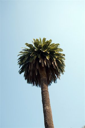 Palm tree against a blue sky Fotografie stock - Microstock e Abbonamento, Codice: 400-04941116