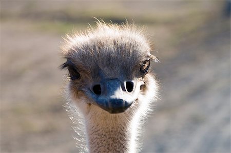 simsearch:400-04520488,k - Head shot of an ostrich Foto de stock - Super Valor sin royalties y Suscripción, Código: 400-04941162