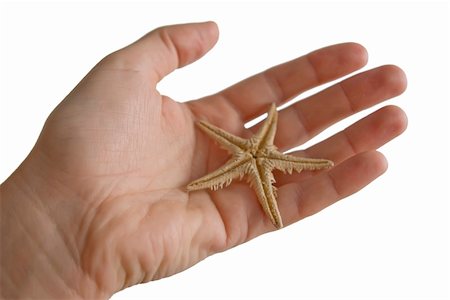 simsearch:400-03912387,k - Seastar in a Hand Stock Photo - Budget Royalty-Free & Subscription, Code: 400-04941190