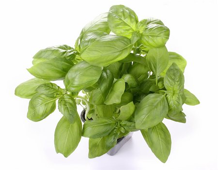 potted herbs - Basil plant Stock Photo - Budget Royalty-Free & Subscription, Code: 400-04941288
