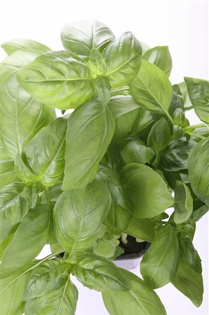 potted herbs - Basil plant Stock Photo - Budget Royalty-Free & Subscription, Code: 400-04941290