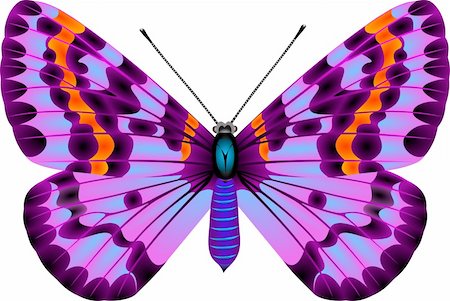 feeler - Colour and white butterfly line drawing Stock Photo - Budget Royalty-Free & Subscription, Code: 400-04941347