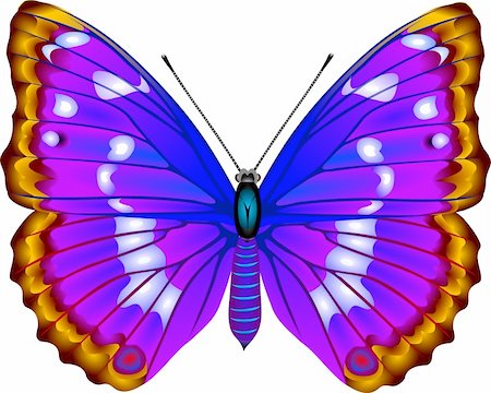 symmetrical animals - Colour and white butterfly line drawing Stock Photo - Budget Royalty-Free & Subscription, Code: 400-04941404