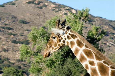 simsearch:400-03934177,k - Close up shot of a giraffe Fotografie stock - Microstock e Abbonamento, Codice: 400-04941473