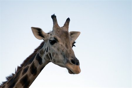 simsearch:400-08628372,k - Close up shot of a giraffe Foto de stock - Super Valor sin royalties y Suscripción, Código: 400-04941514