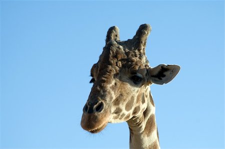 simsearch:400-04348140,k - Close up shot of a giraffe Foto de stock - Super Valor sin royalties y Suscripción, Código: 400-04941510