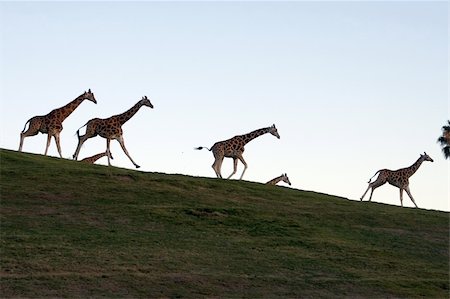 simsearch:400-04348140,k - Giraffe family running together Foto de stock - Royalty-Free Super Valor e Assinatura, Número: 400-04941520