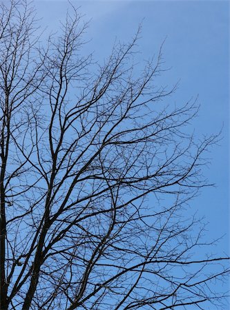 portrait of summer tree in blue sky Fotografie stock - Microstock e Abbonamento, Codice: 400-04941562