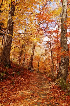 simsearch:400-05880107,k - Autumn forest Photographie de stock - Aubaine LD & Abonnement, Code: 400-04941619