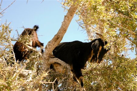 simsearch:400-04514594,k - Goats climbing a tree for food in Morocco Foto de stock - Super Valor sin royalties y Suscripción, Código: 400-04941778