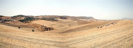 Panoramic view of fields - Region of Fes Stock Photo - Budget Royalty-Free & Subscription, Code: 400-04941795