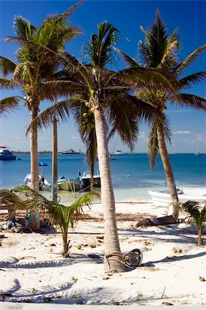 simsearch:400-05211125,k - Palm trees on a beach in Isla mujeres mexico Foto de stock - Super Valor sin royalties y Suscripción, Código: 400-04941943