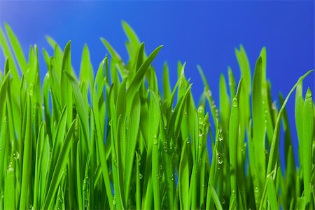 simsearch:400-04885204,k - Fresh grass with dew drops against blue background Photographie de stock - Aubaine LD & Abonnement, Code: 400-04942427