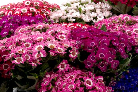 simsearch:859-03040238,k - Fresh spring flowers Foto de stock - Super Valor sin royalties y Suscripción, Código: 400-04942626