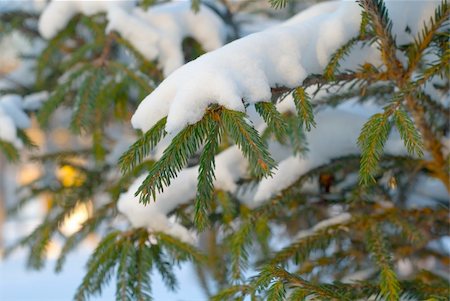 simsearch:400-06102016,k - Pine branch covered with snow Stock Photo - Budget Royalty-Free & Subscription, Code: 400-04942740