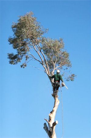 A large tree is being cut down by a man suspended ropes. Stock Photo - Budget Royalty-Free & Subscription, Code: 400-04943114