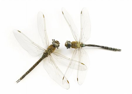 two dry dragonflies (Anisoptera) Foto de stock - Royalty-Free Super Valor e Assinatura, Número: 400-04943190