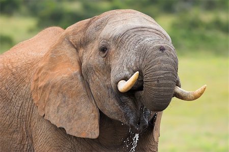 simsearch:400-05025714,k - African Elephant with a scar on is trunk drinking water Foto de stock - Super Valor sin royalties y Suscripción, Código: 400-04943510