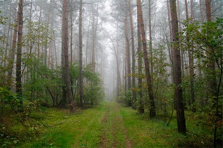 simsearch:400-04284665,k - foggy forest in the morning (Poland) Stock Photo - Budget Royalty-Free & Subscription, Code: 400-04943731