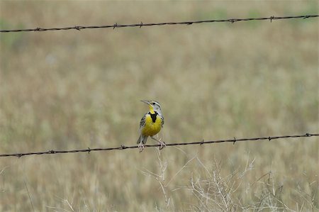 fences and barriers for wild animals - A brightly colored meadowlark sings from a perch on barbed wire fence. Stock Photo - Budget Royalty-Free & Subscription, Code: 400-04943812