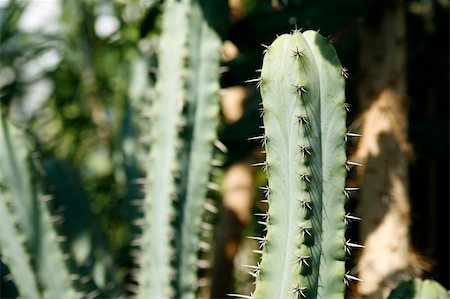 plenty of cactuses in botanical garden in Poznan Stock Photo - Budget Royalty-Free & Subscription, Code: 400-04943846