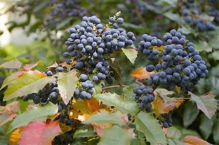 blue berry bush for landscape design Stock Photo - Budget Royalty-Free & Subscription, Code: 400-04954059