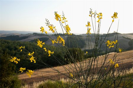 simsearch:400-03923721,k - Yellow wildflower growing on hillside in Tuscany, Italy. Stock Photo - Budget Royalty-Free & Subscription, Code: 400-04954128