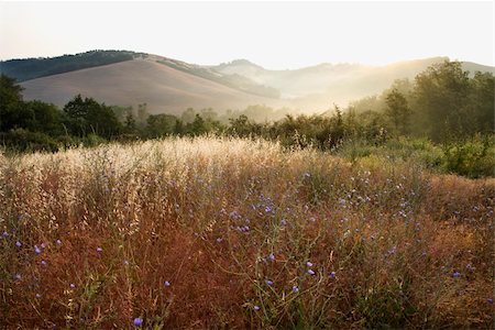 simsearch:400-03923721,k - Field of chicory wildflowers and rolling hills in Tuscany, Italy. Stock Photo - Budget Royalty-Free & Subscription, Code: 400-04954129