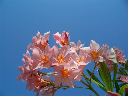 rose bay - Beautiful oleander flowers and buds over blue sky in a sunny day. Foto de stock - Royalty-Free Super Valor e Assinatura, Número: 400-04954157