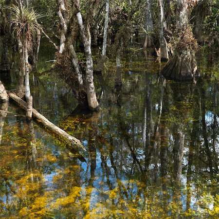 Cypress trees in wetland of Everglades National Park, Florida, USA. Photographie de stock - Aubaine LD & Abonnement, Code: 400-04954474